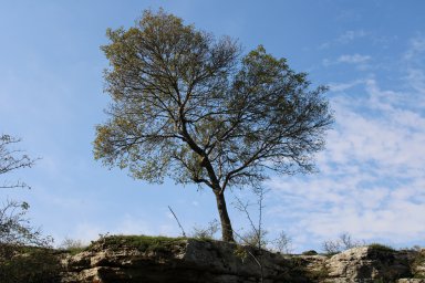 дерево на скале